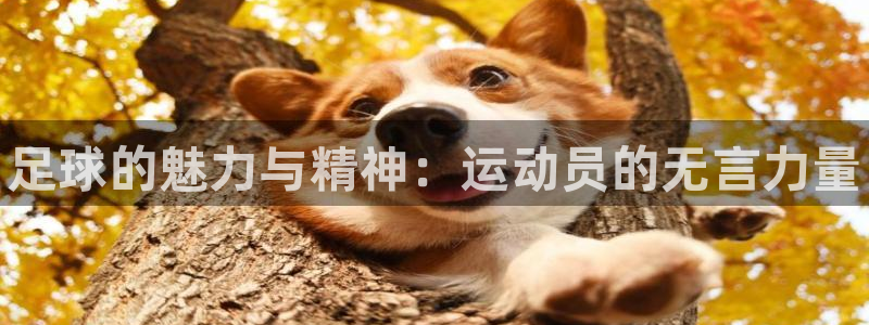bbin视讯游戏平台